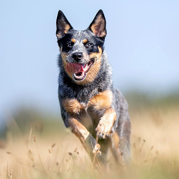 Dog Running