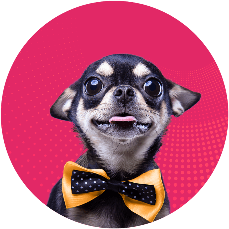 Small Dog With A Bowtie