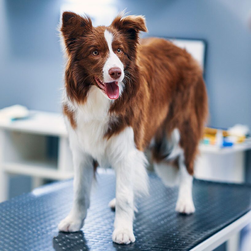 dog on operating table