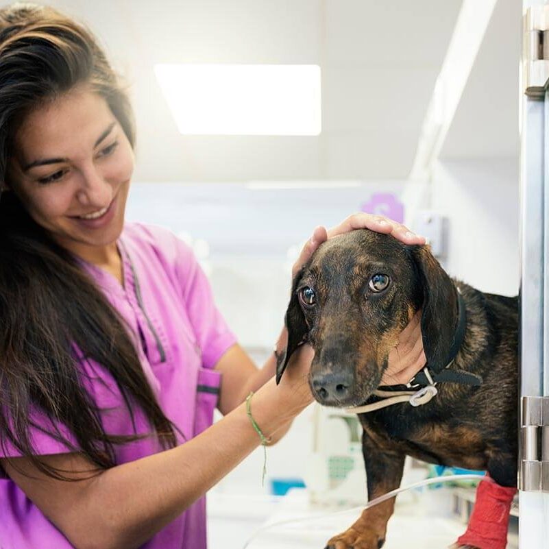 veterinary assistant helping dog after procedure